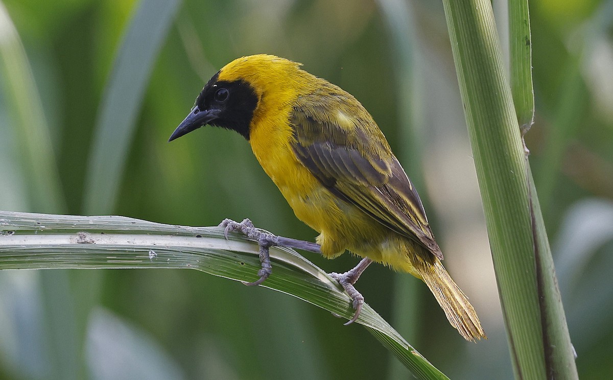 Slender-billed Weaver - ML637245142