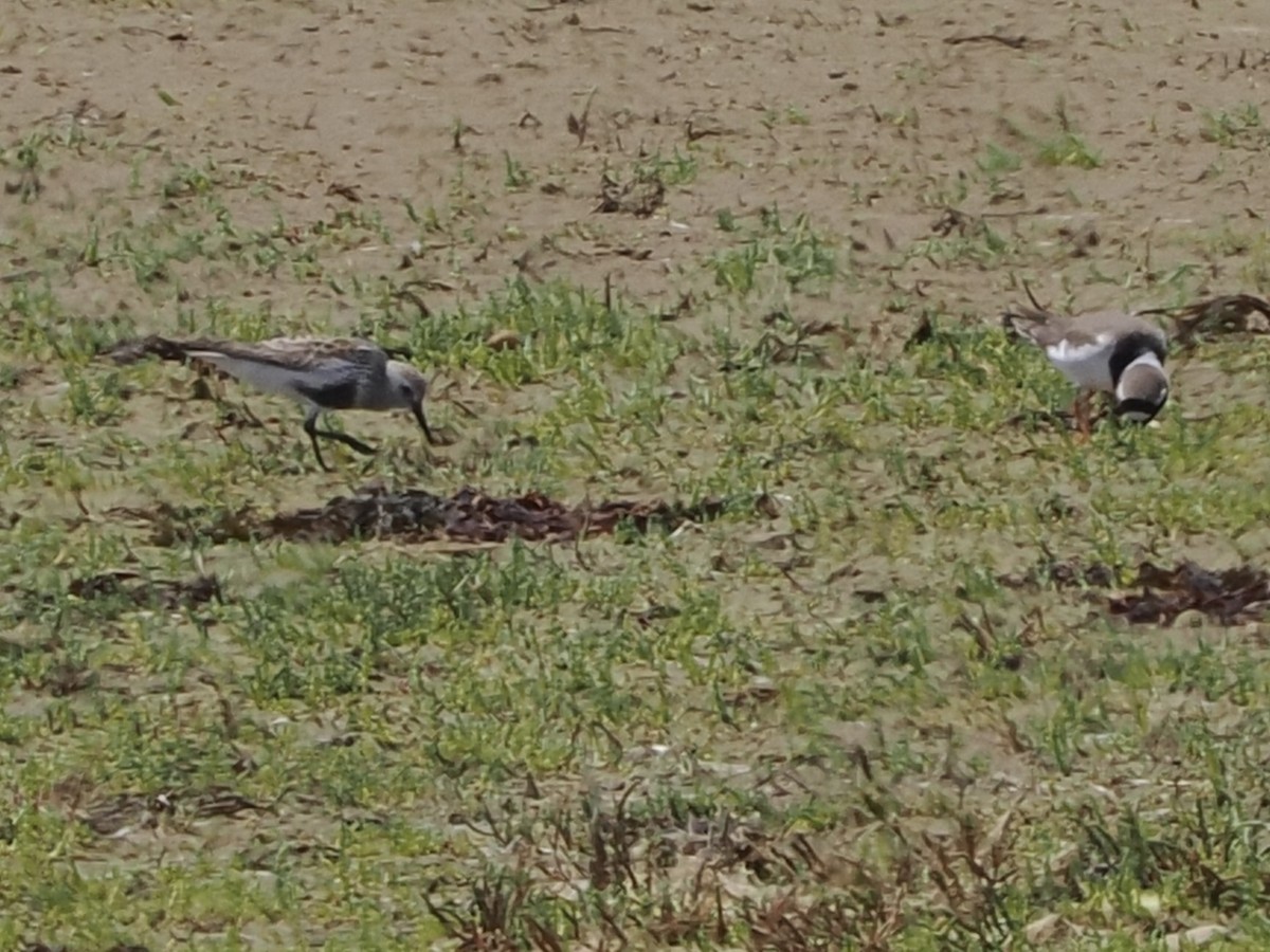 Dunlin - ML637245151