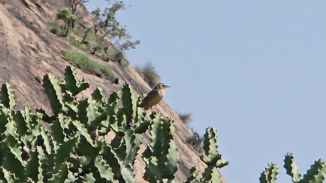 Long-billed Pipit - ML637245177