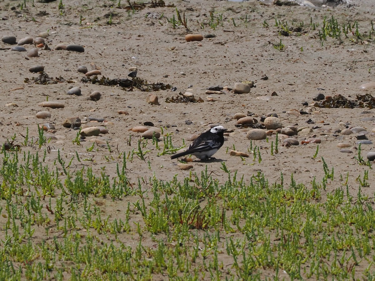 White Wagtail (British) - ML637245221