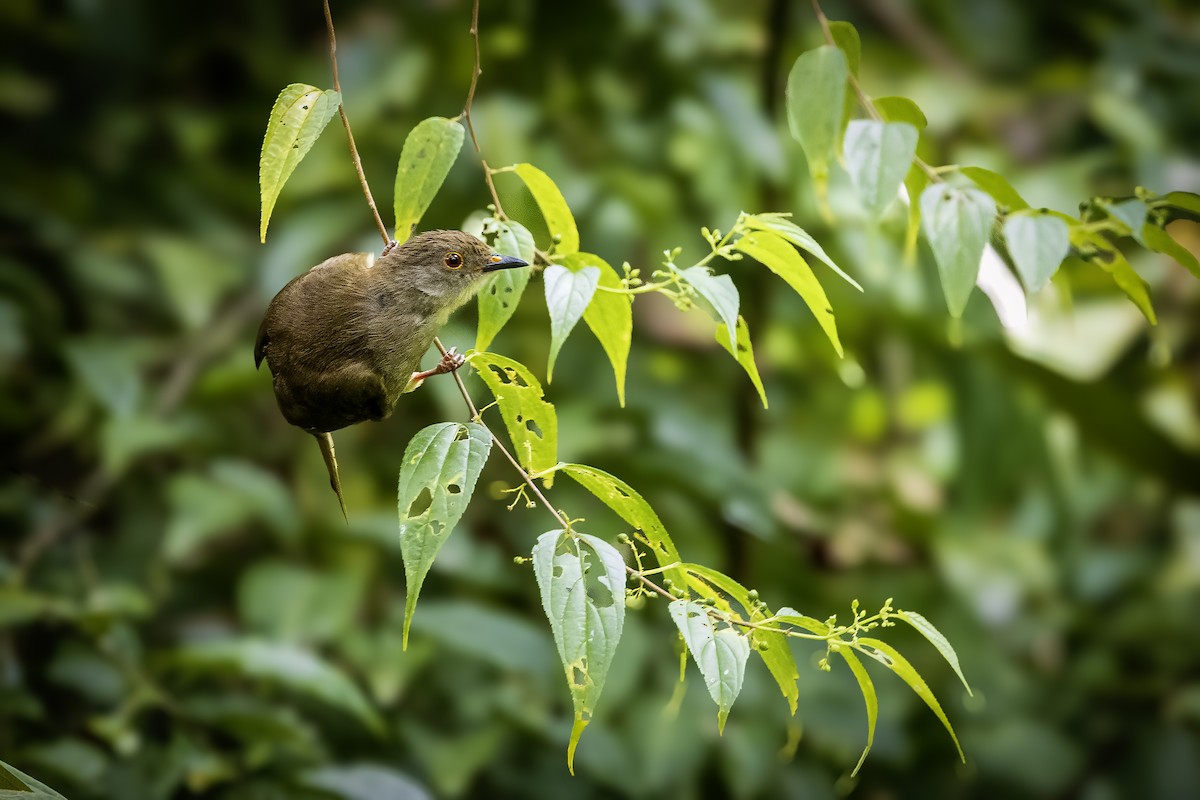 bulbul brýlatý - ML637245260