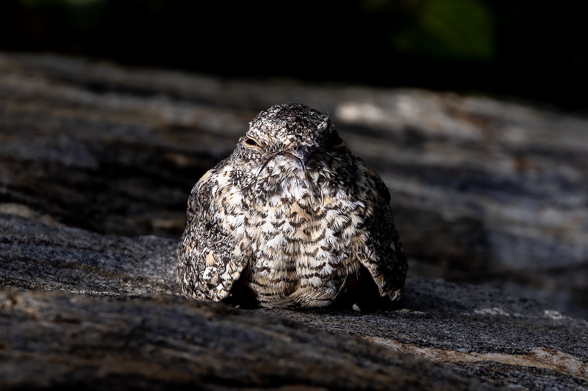 Pygmy Nightjar - ML637245262