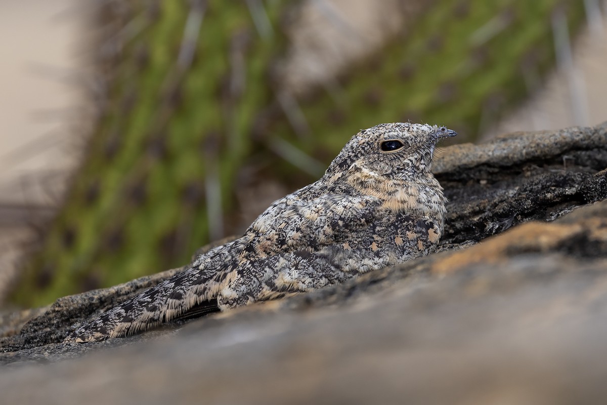 Pygmy Nightjar - ML637245263