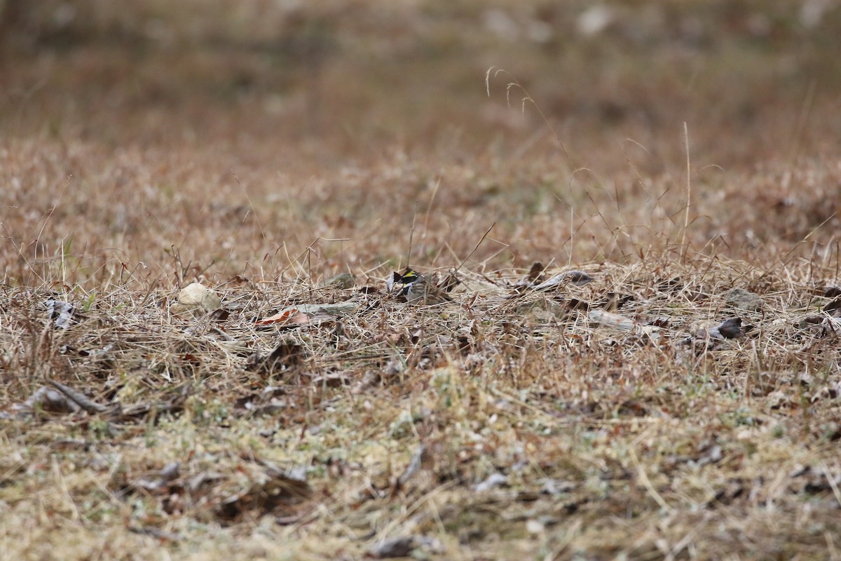 Yellow-throated Bunting - ML637245294