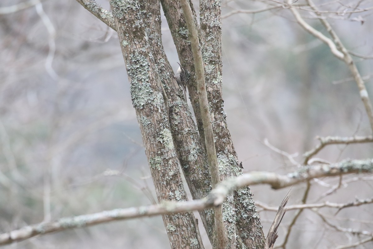 Bar-tailed Treecreeper - ML637245302