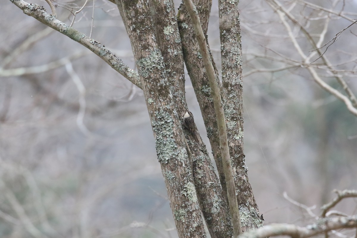 Bar-tailed Treecreeper - ML637245303