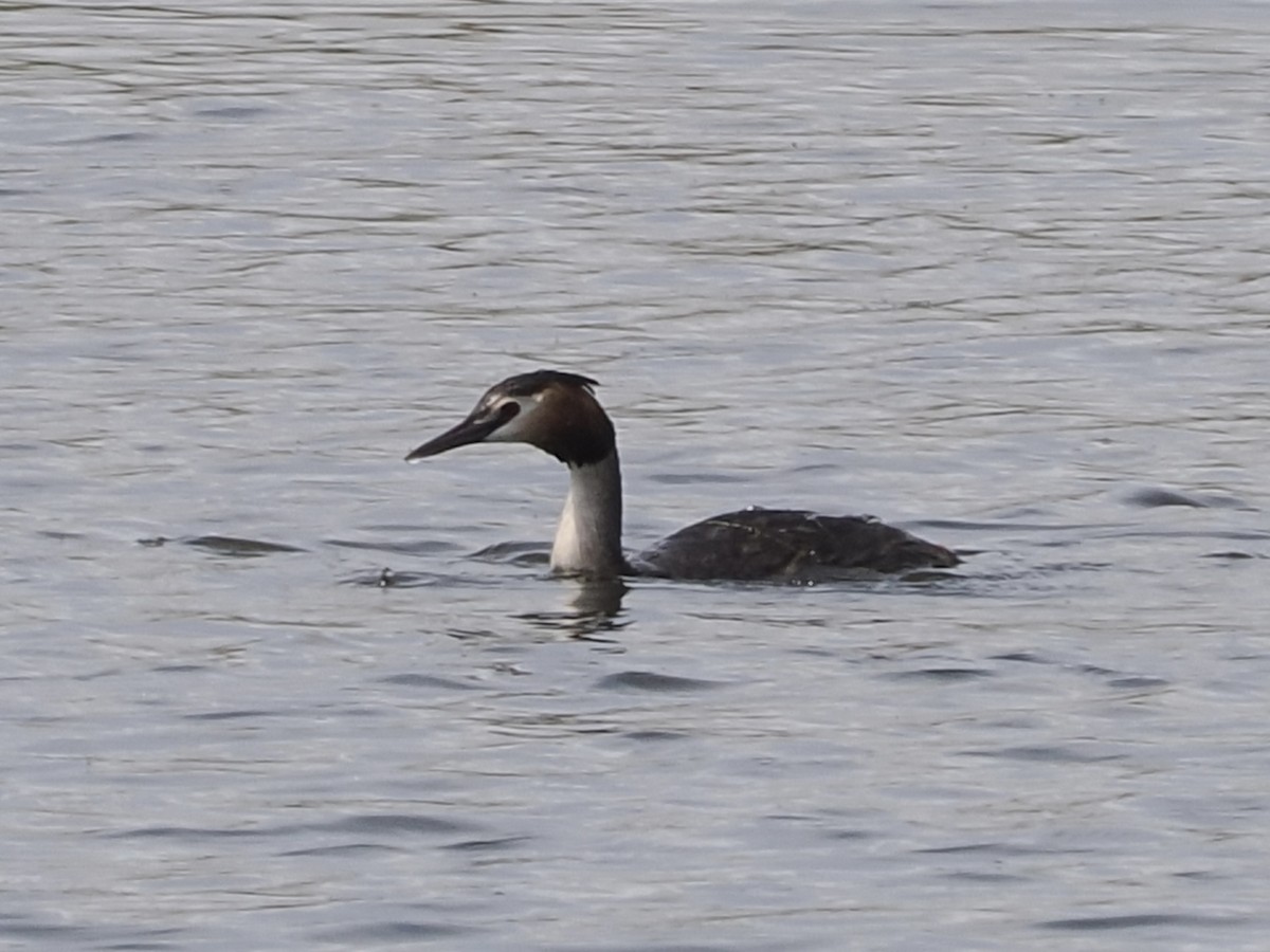 Great Crested Grebe - ML637245316