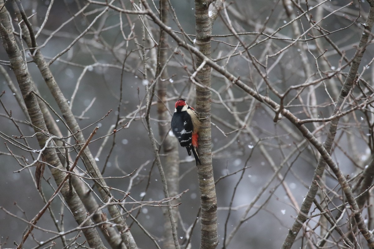 Necklaced Woodpecker - ML637245326