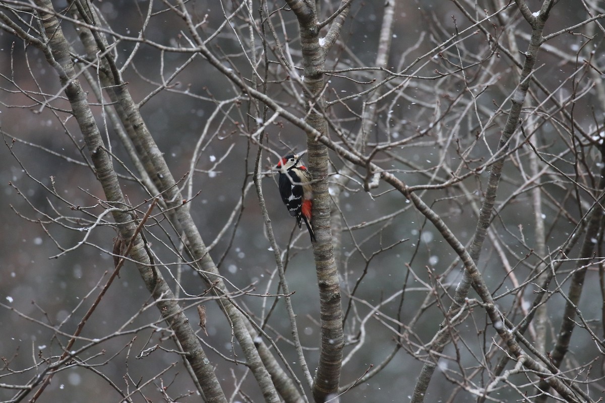 Necklaced Woodpecker - ML637245327
