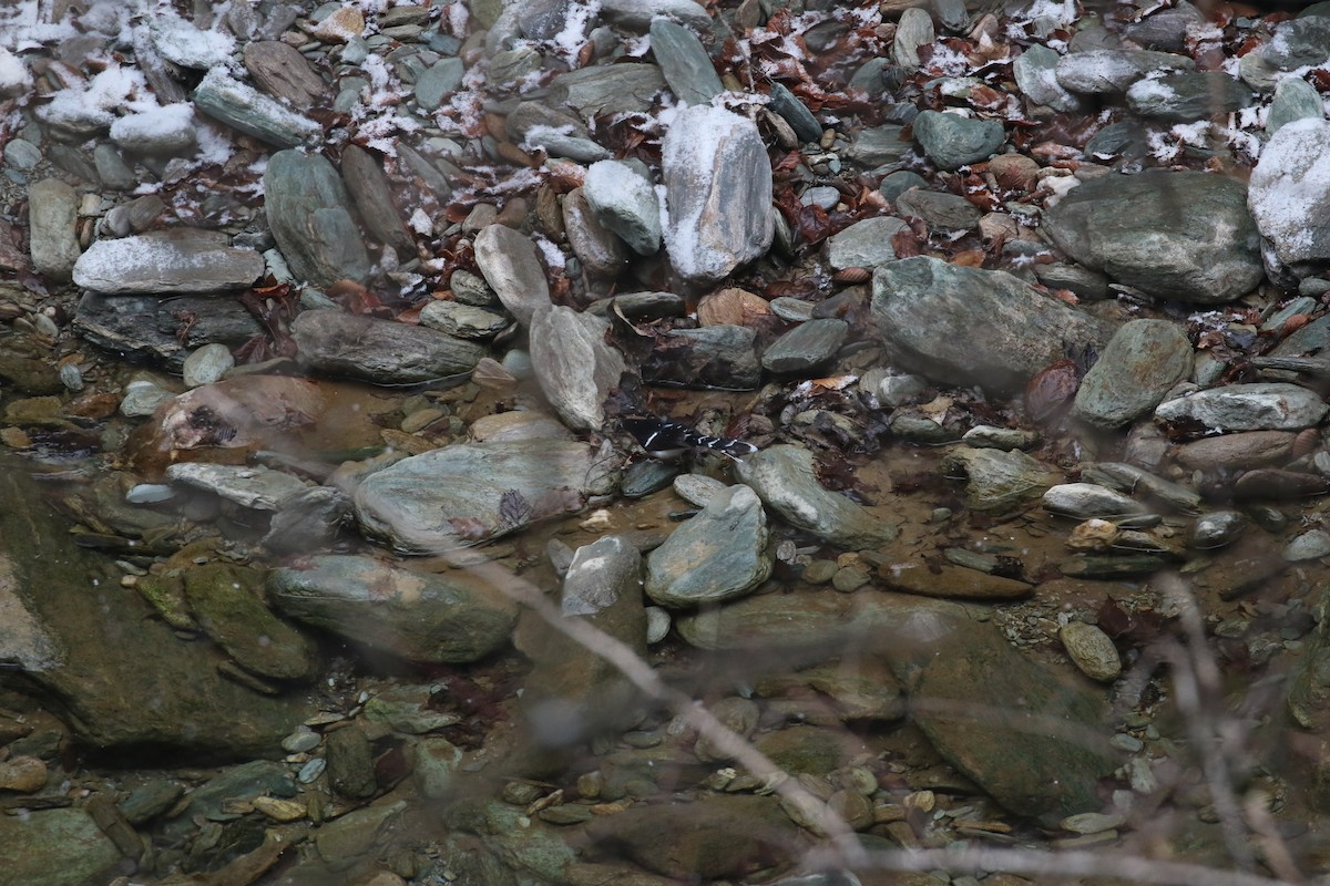 White-crowned Forktail - ML637245334