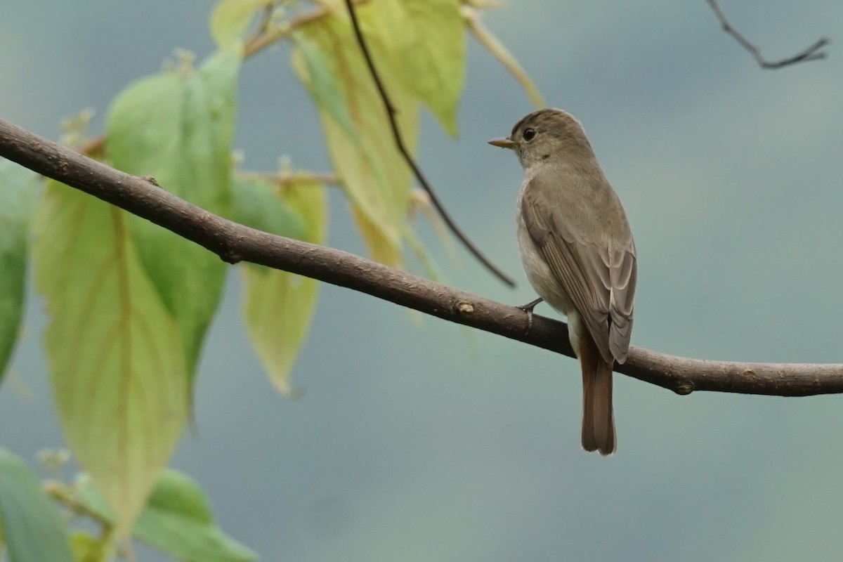 Rusty-tailed Flycatcher - ML637245339