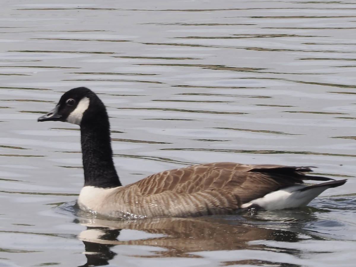 Canada Goose - ML637245346