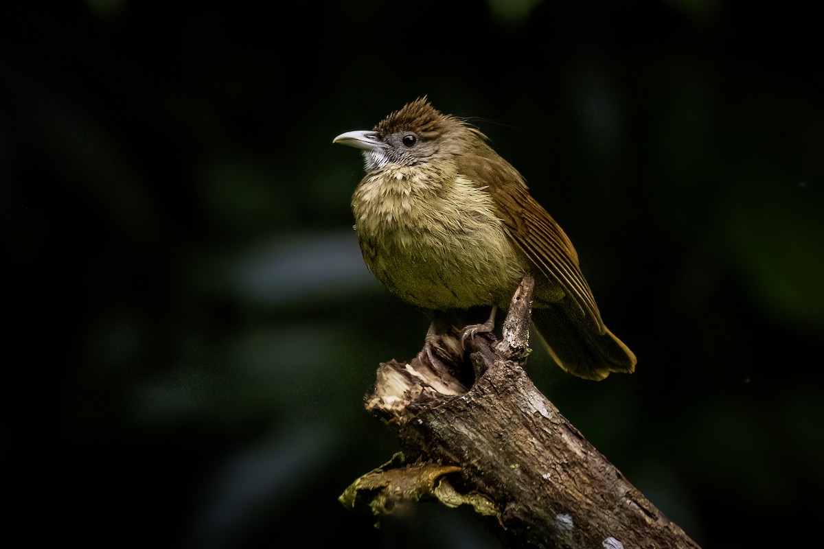 Gray-cheeked Bulbul - ML637245354