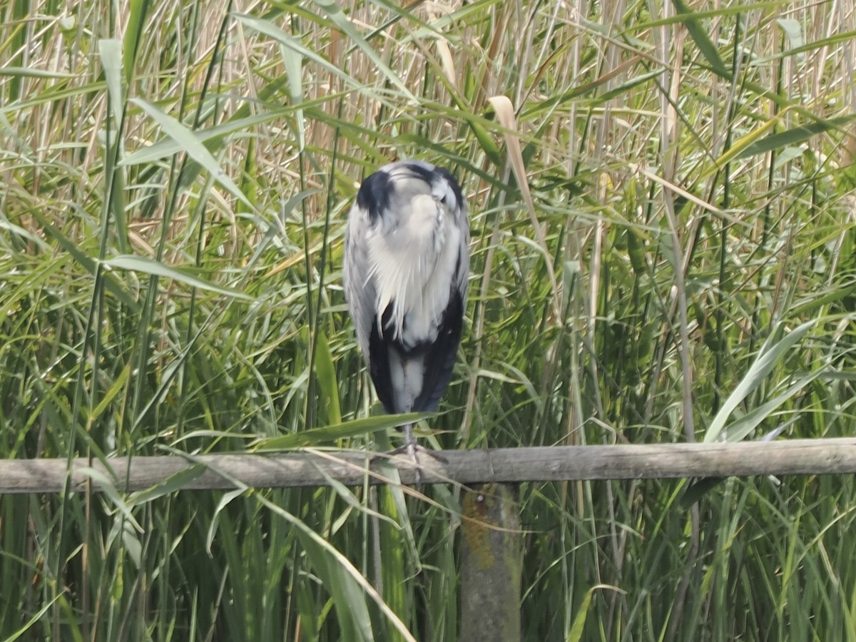 Gray Heron - ML637245391