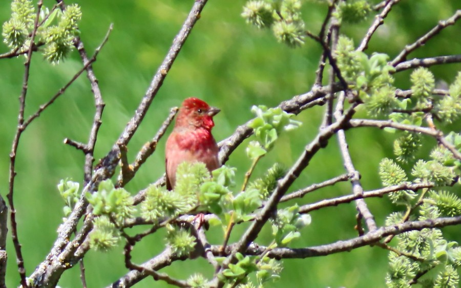 Camachuelo Carminoso - ML637245396