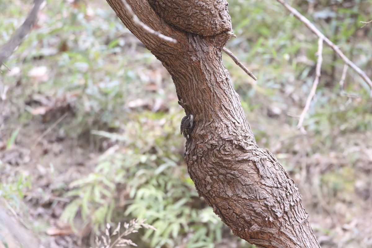 Bar-tailed Treecreeper - ML637245407
