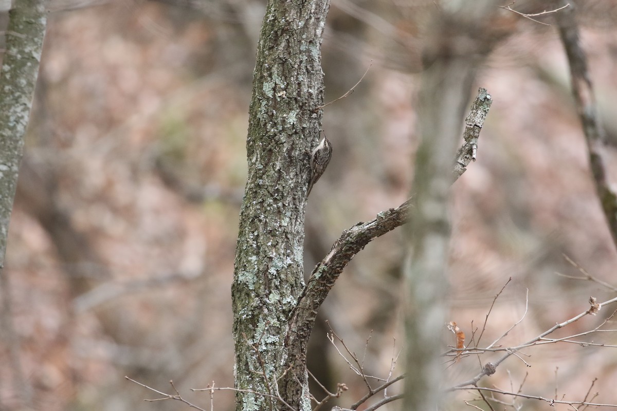 Bar-tailed Treecreeper - ML637245409