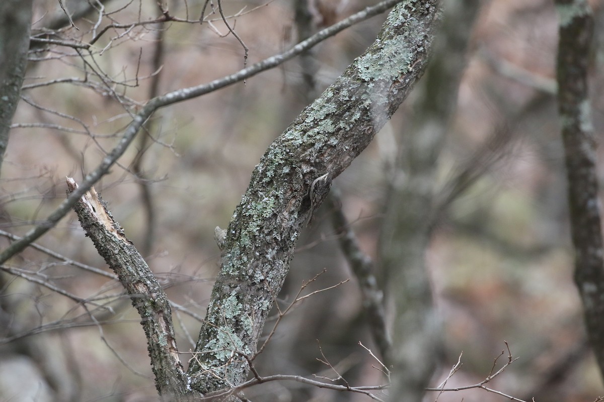 Bar-tailed Treecreeper - ML637245410
