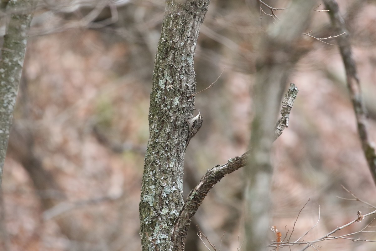 Bar-tailed Treecreeper - ML637245411