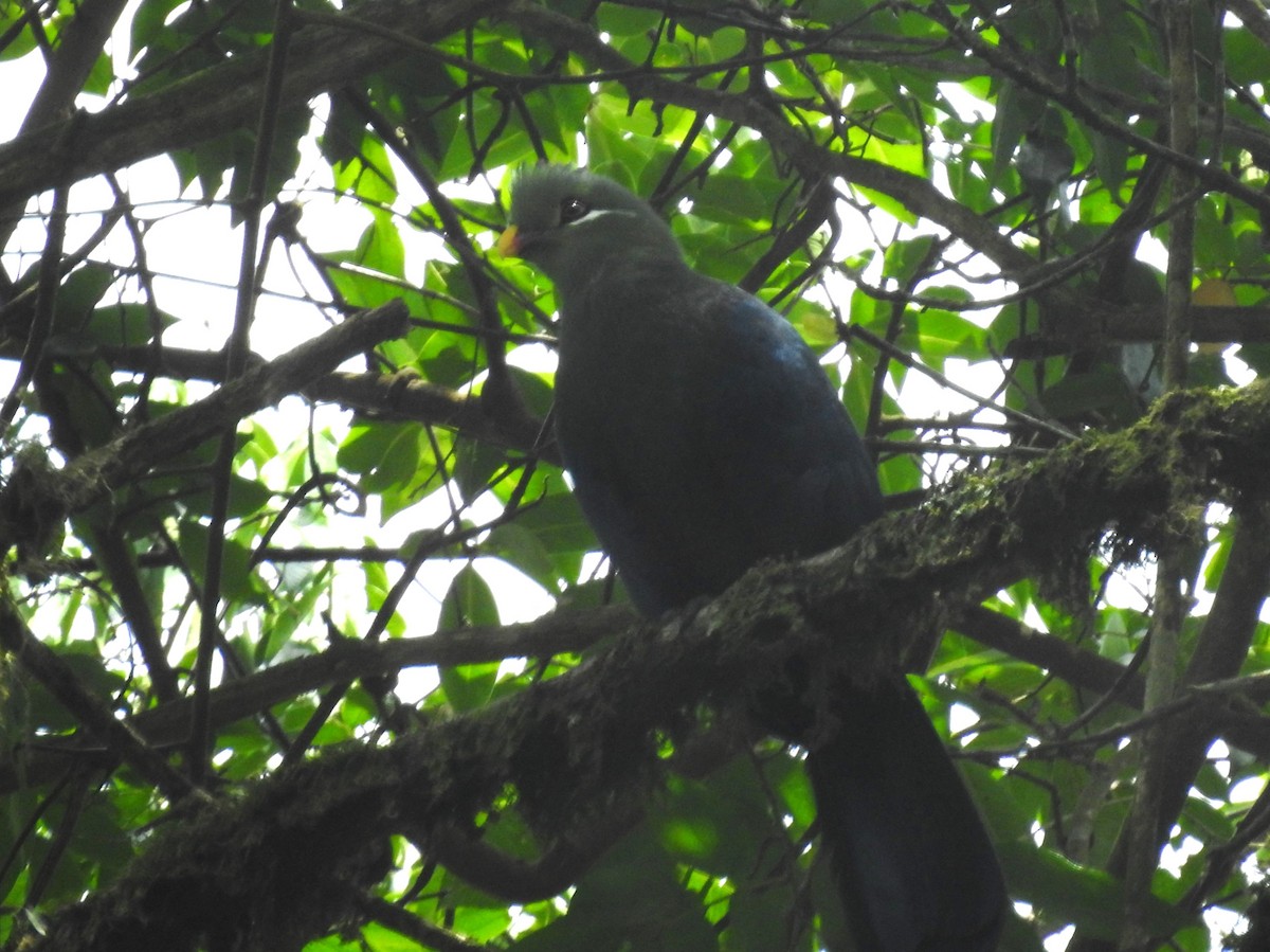 Yellow-billed Turaco - ML637245423