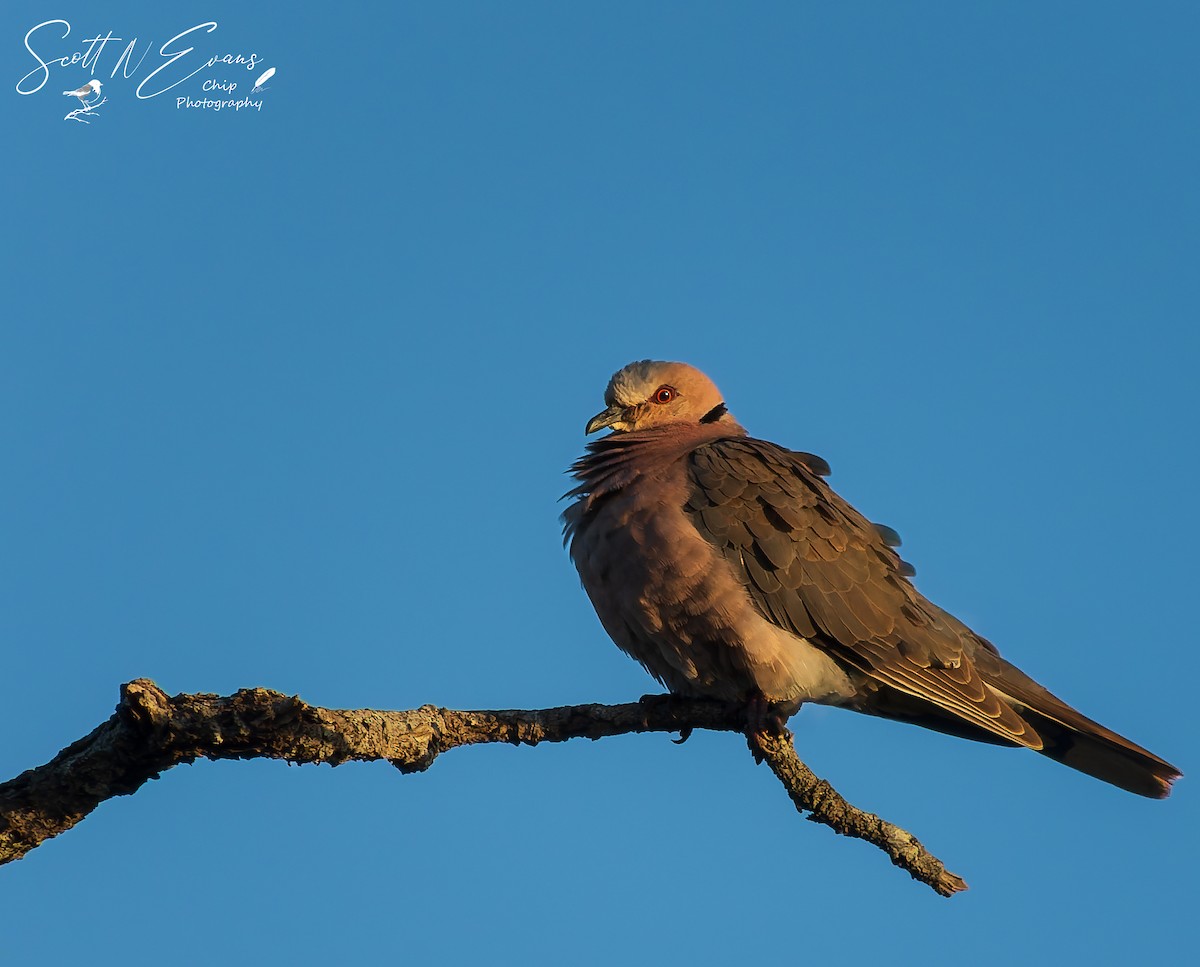 Red-eyed Dove - ML637245426