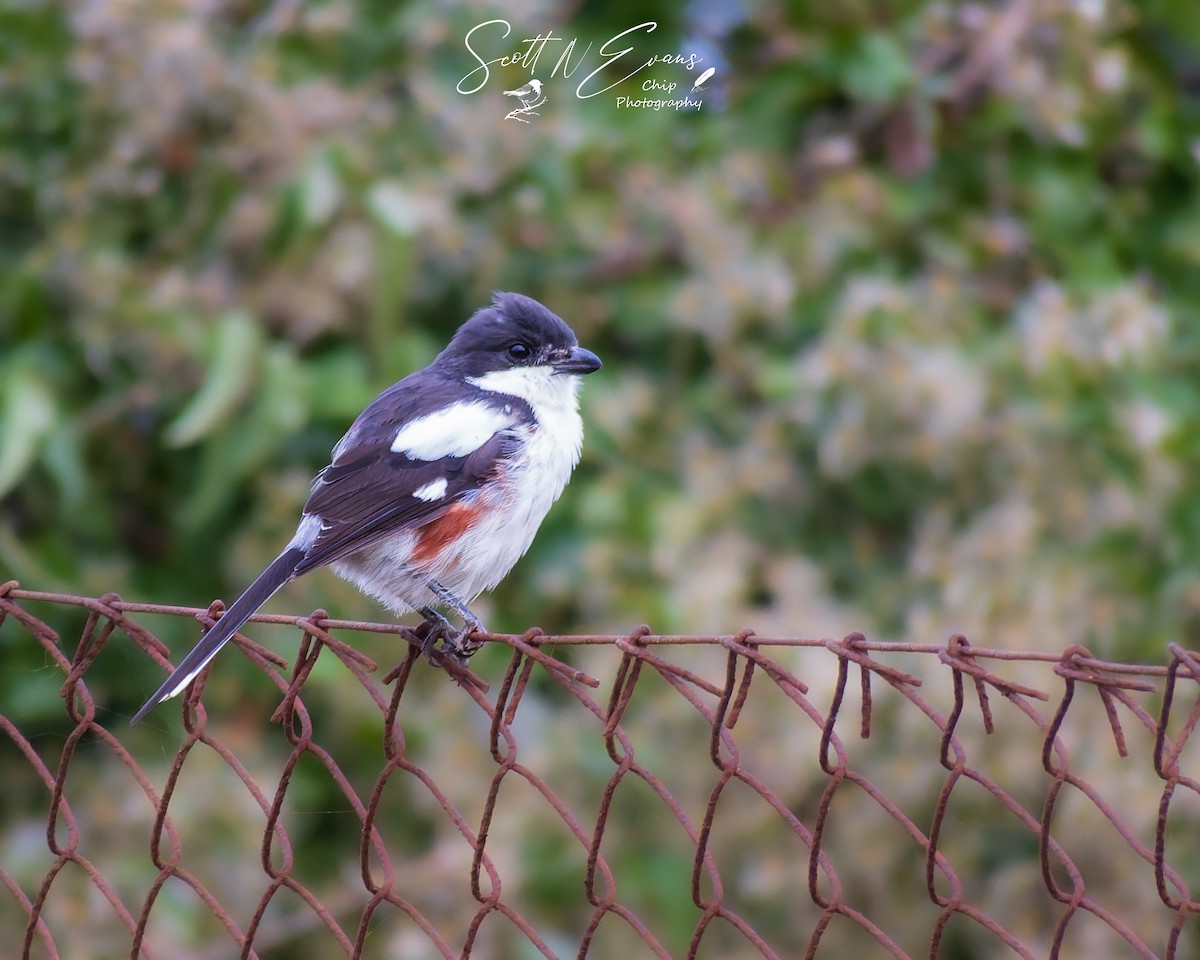 Southern Fiscal - ML637245427