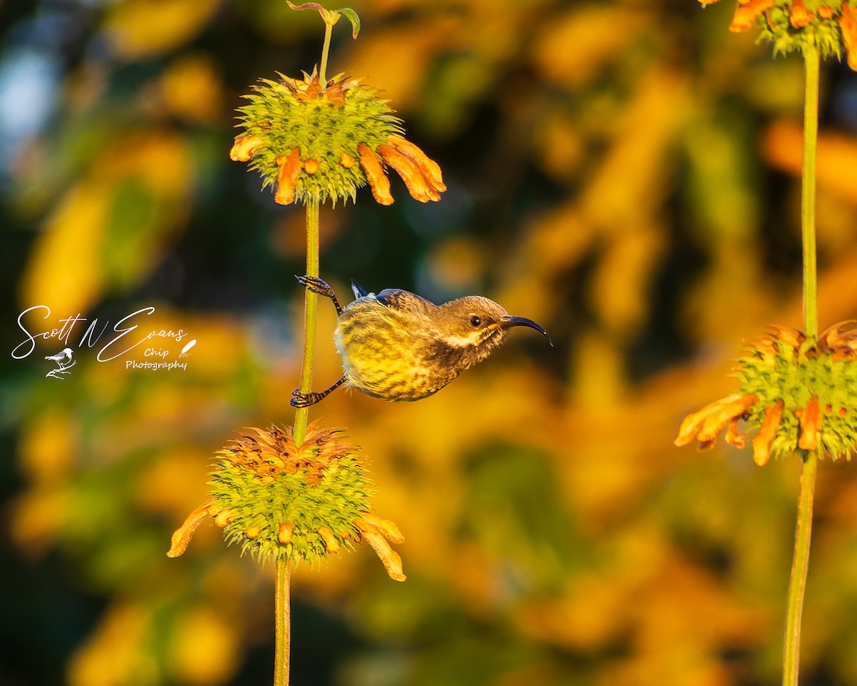 Scarlet-chested Sunbird - ML637245430