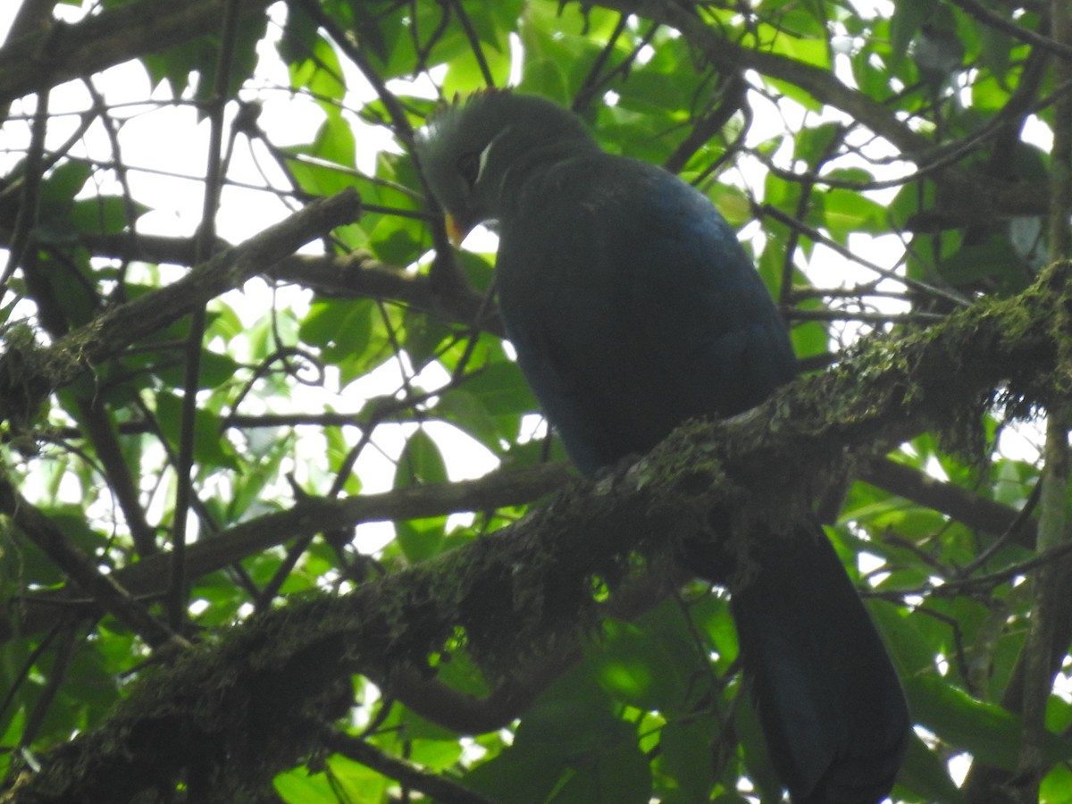 Yellow-billed Turaco - ML637245432