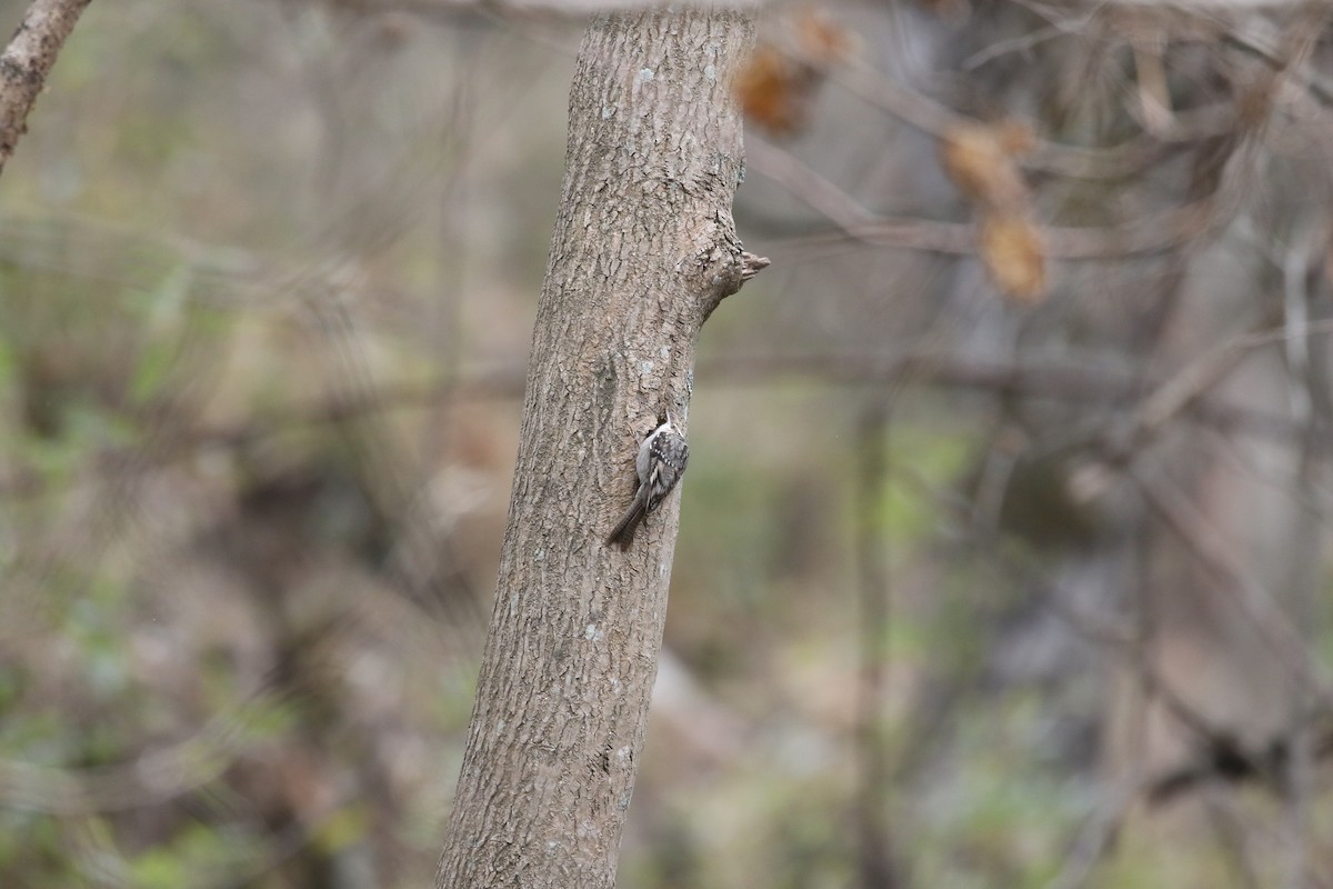 Bar-tailed Treecreeper - ML637245433