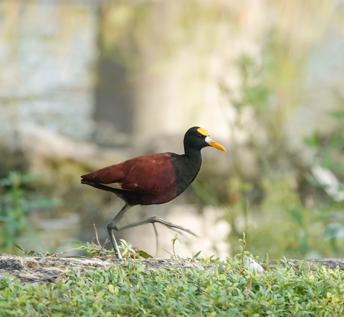 Northern Jacana - ML637245454