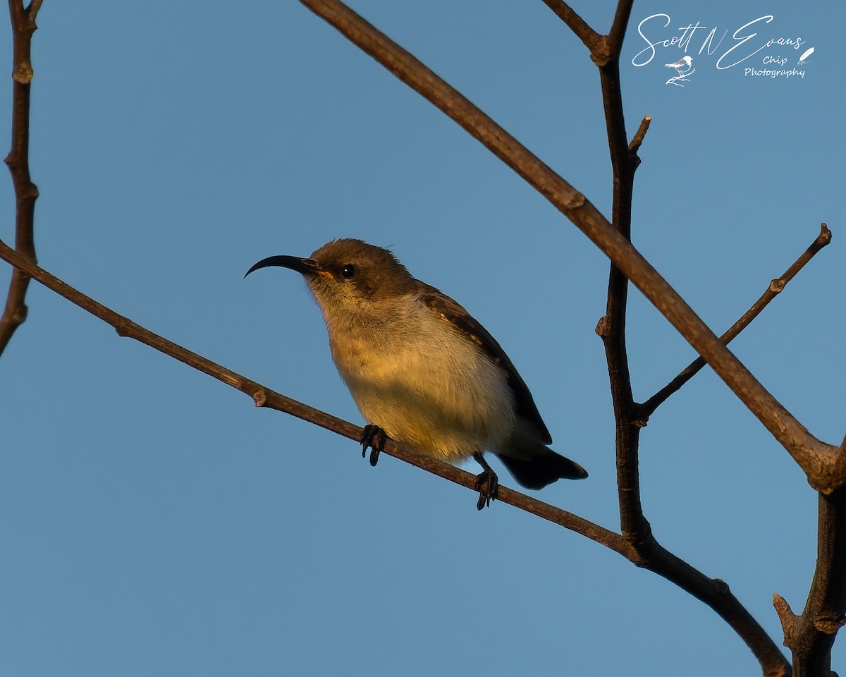 White-bellied Sunbird - ML637245470