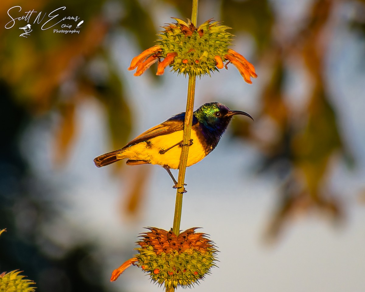 Variable Sunbird - ML637245476