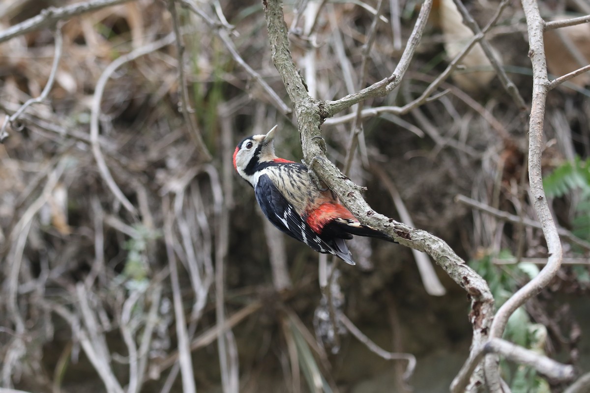 Necklaced Woodpecker - ML637245479