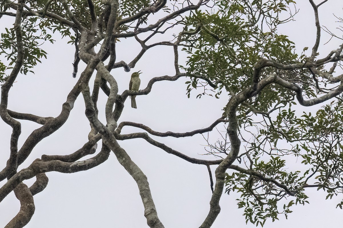 Streaked Bulbul - ML637245522