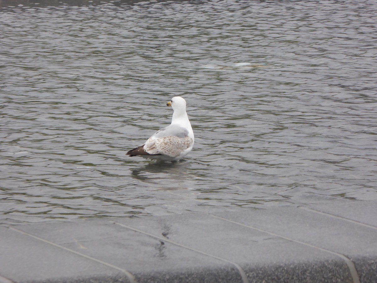 European Herring Gull - ML637245614