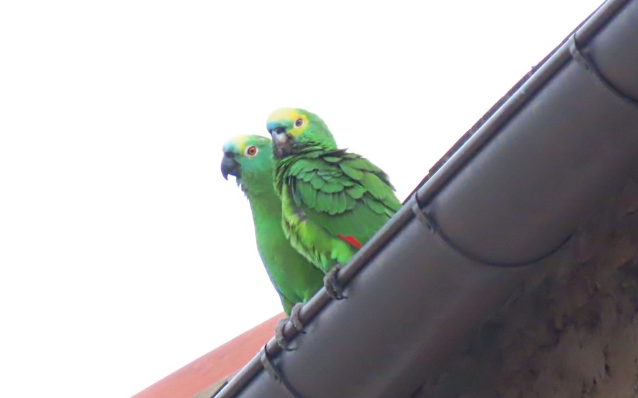 Amazona Frentiazul - ML637245615