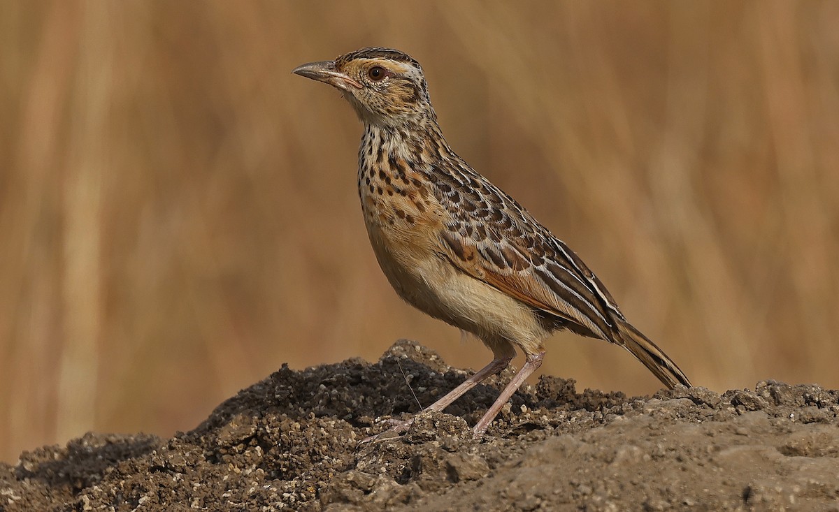 Rufous-naped Lark (Rufous-naped) - ML637245636