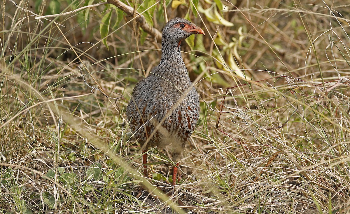 Red-necked Spurfowl - ML637245650
