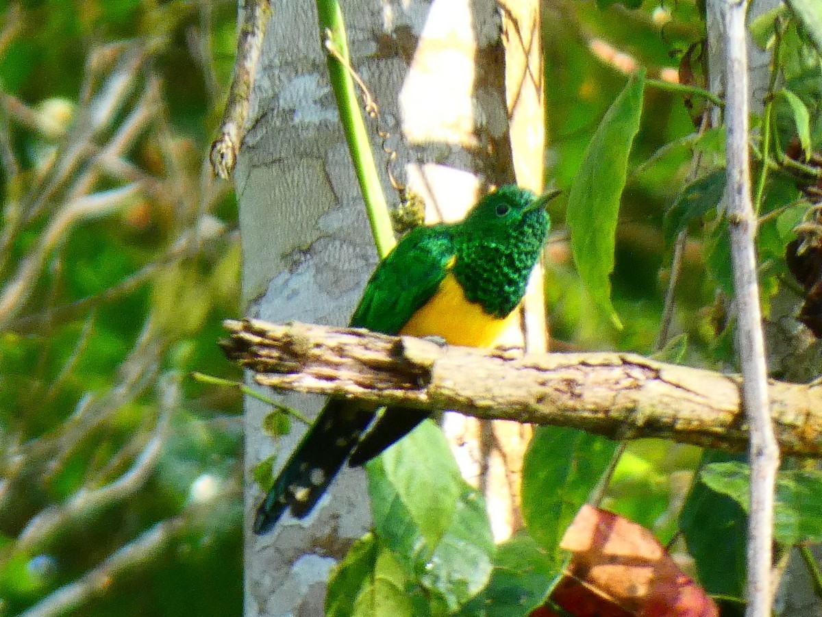 African Emerald Cuckoo - ML637245654