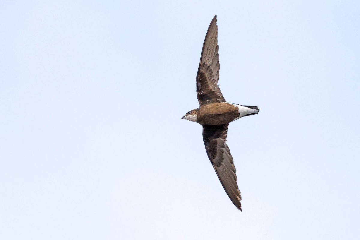 White-throated Needletail - ML637245666