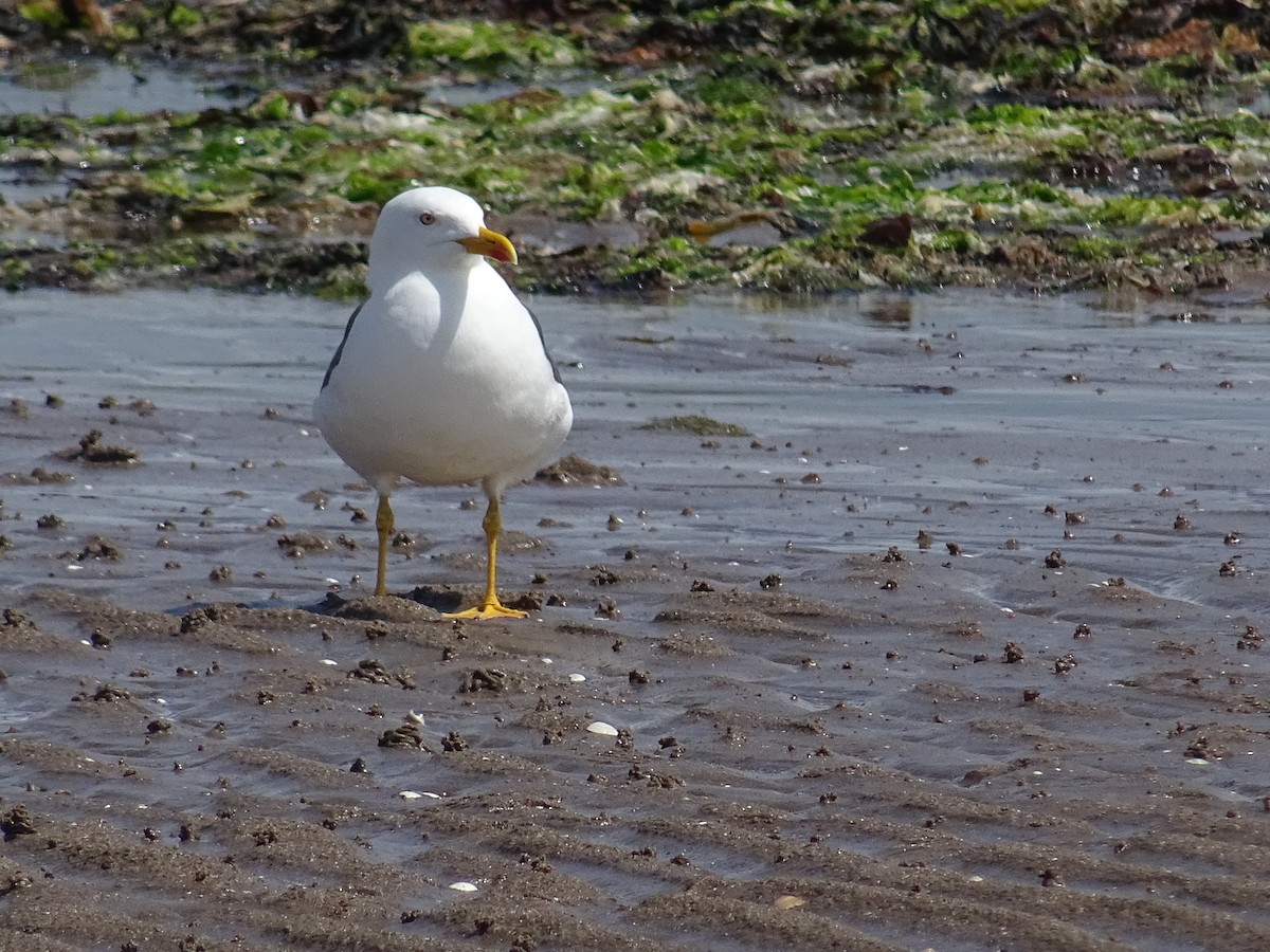 Lesser Black-backed Gull - ML637245679