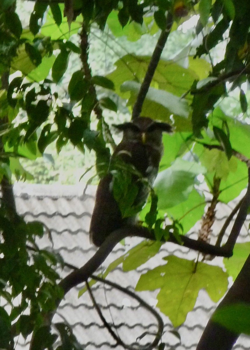Barred Eagle-Owl - ML637245680