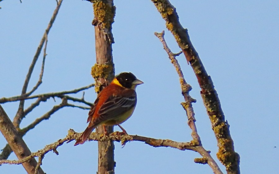 Escribano Cabecinegro - ML637245741