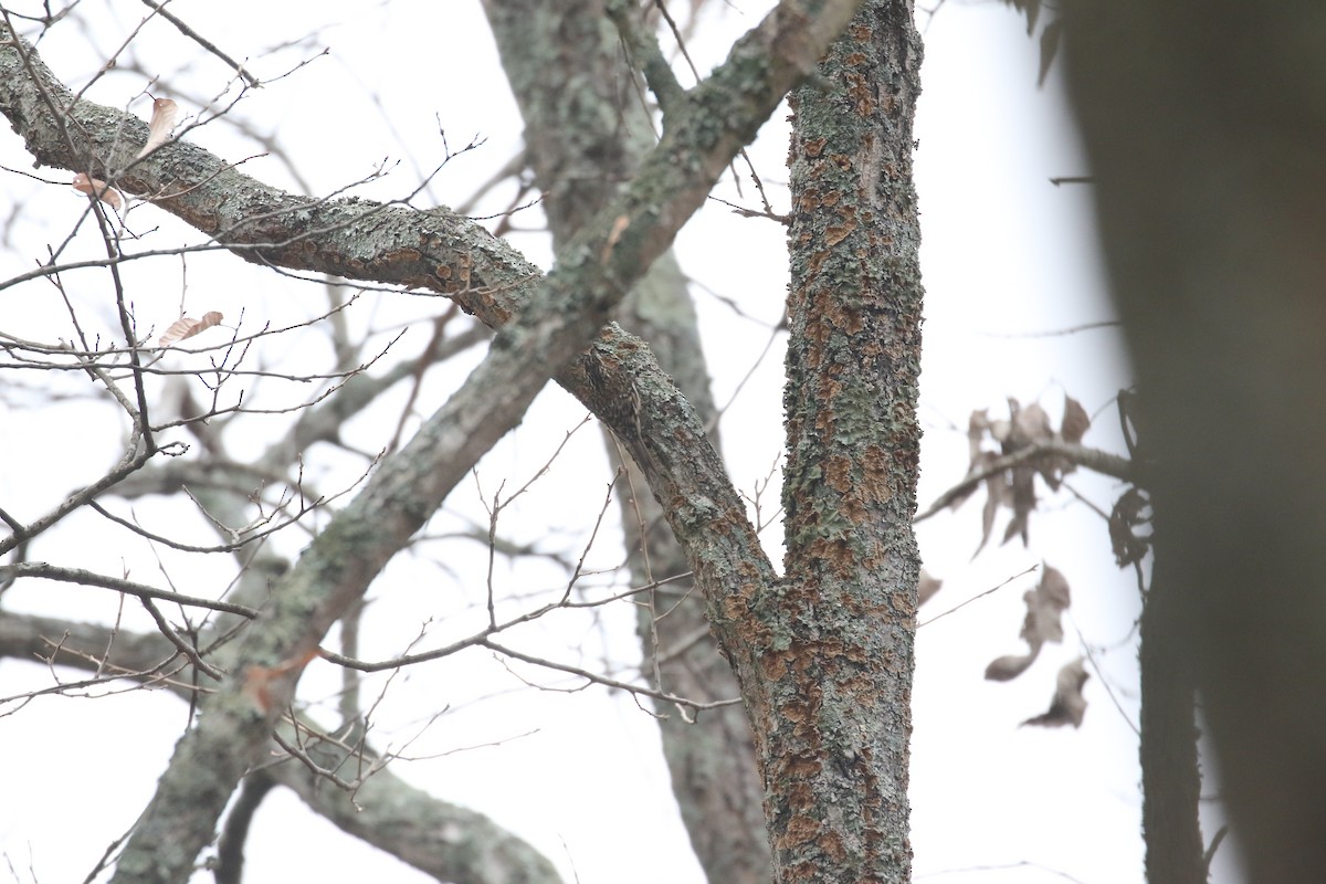Sichuan Treecreeper - ML637245755