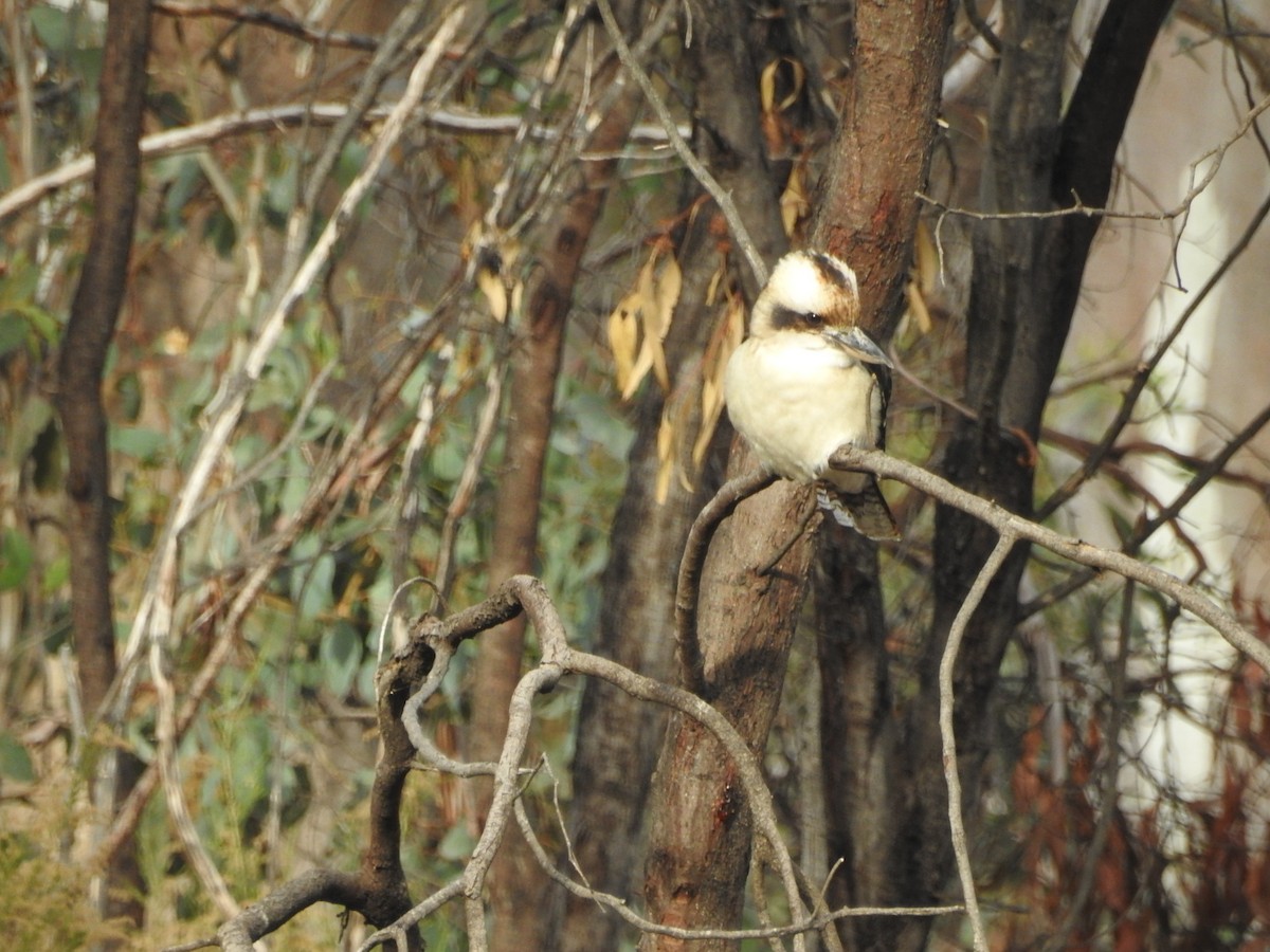 Laughing Kookaburra - ML637245840