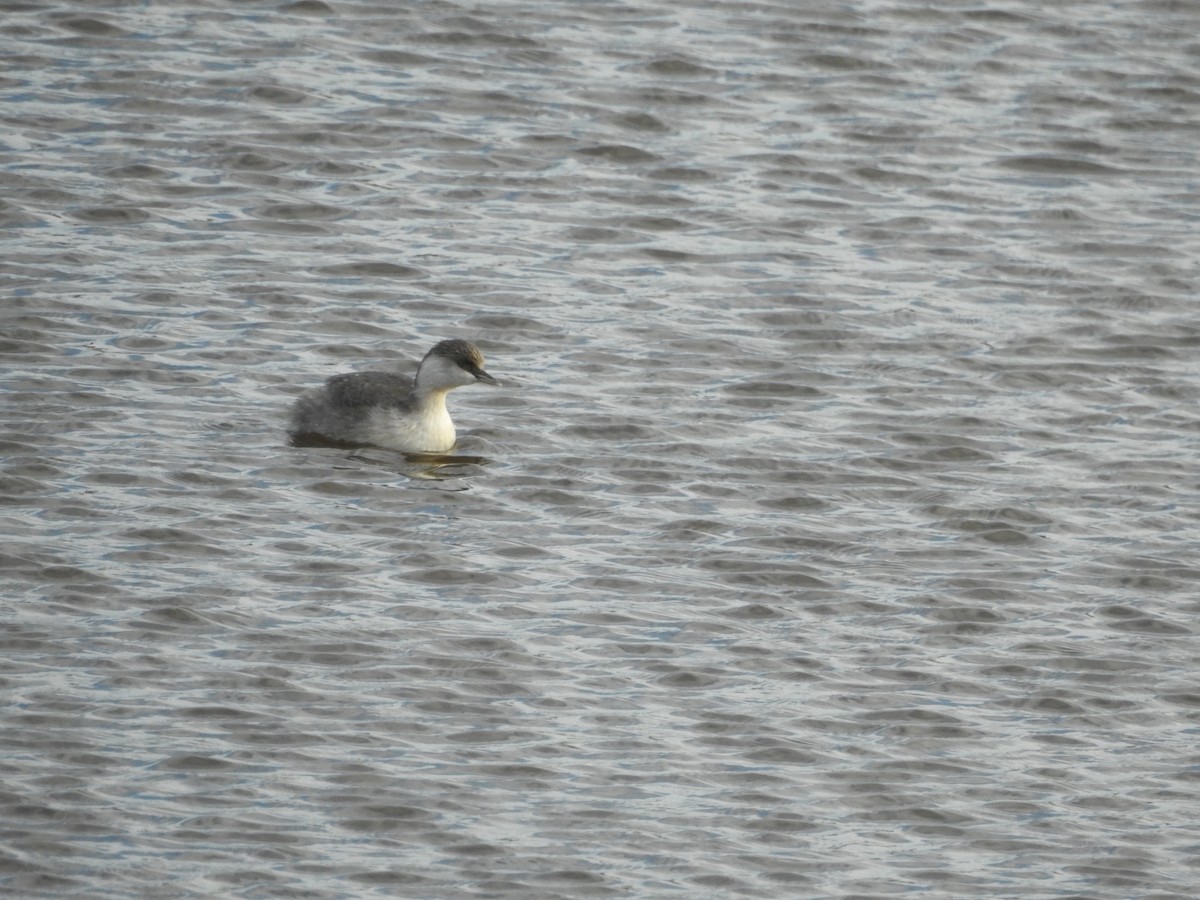 Hoary-headed Grebe - ML637245850