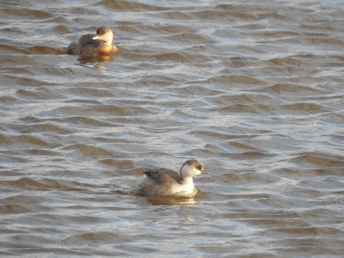 Hoary-headed Grebe - ML637245851