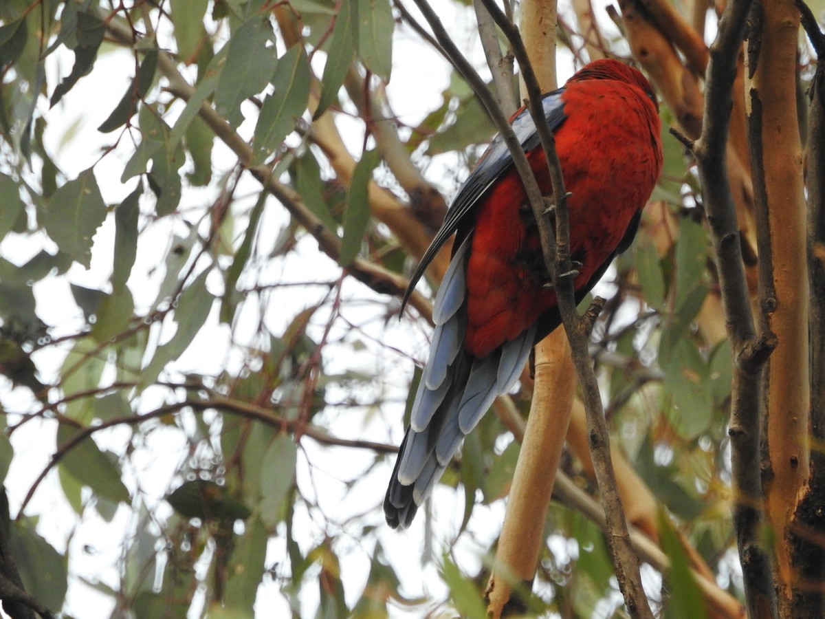 Crimson Rosella - ML637245858