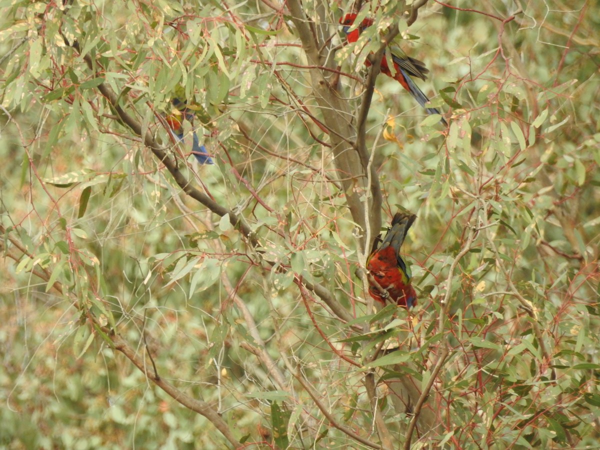 Crimson Rosella - ML637245859