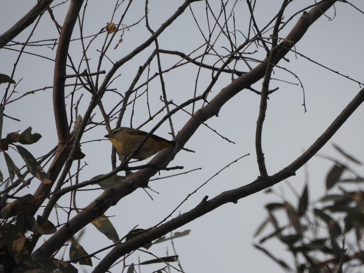 Spotted Pardalote - ML637245862